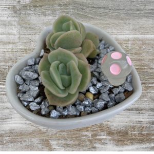 Valentines Succulent Gift | Plant Gift Delivery